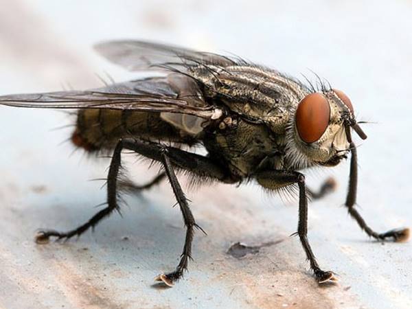 Mơ thấy con ruồi là điềm hên hay xui? Ghi cặp số đề nào?