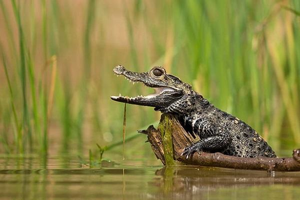 Nằm mơ thấy cá sấu đánh con gì