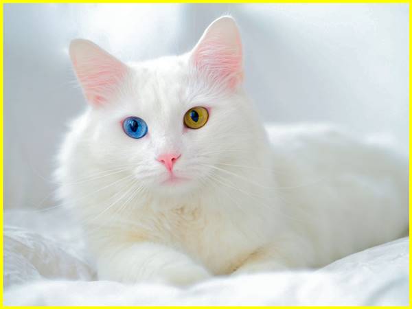 Mơ thấy mèo trắng đánh con gì? Giải mã điềm báo giấc mơ